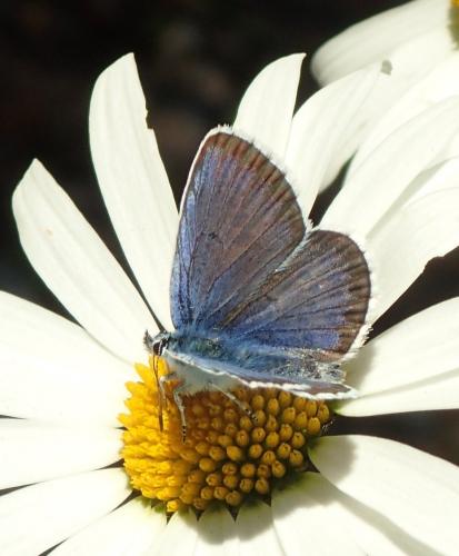 Plebejus argus
